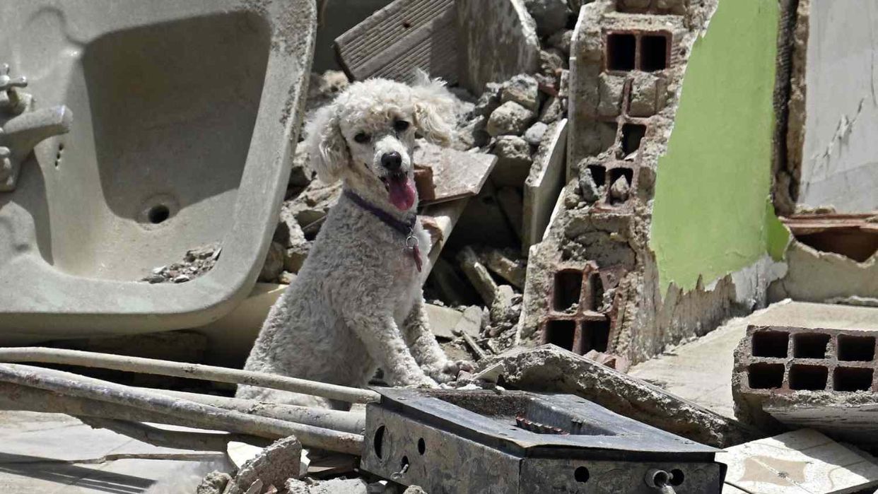 Vida Pets ofrecerá atención gratuita para mascotas afectadas por terremotos (VENEZUELA)